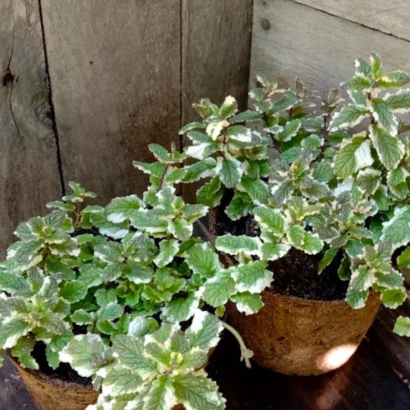 2 Chocolate Mint Plant, 3" Pot, Fresh Herb Plants Live, Mint Plants for Inside Windowsills or Outdoor Garden Beds