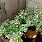 2 Chocolate Mint Plant, 3" Pot, Fresh Herb Plants Live, Mint Plants for Inside Windowsills or Outdoor Garden Beds