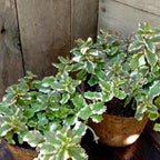 2 Spearmint Plant, 3" Pot, Fresh Herb Plants Live, Mint Plants for Inside Windowsills or Outdoor Garden Beds