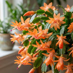 Orange Christmas Cactus Plant, 5-6 Inch Tall, Winter Blooming Succulent Starter for Home Décor, Low Maintenance Plant for Bright Indoor Spaces and Holiday Gifts