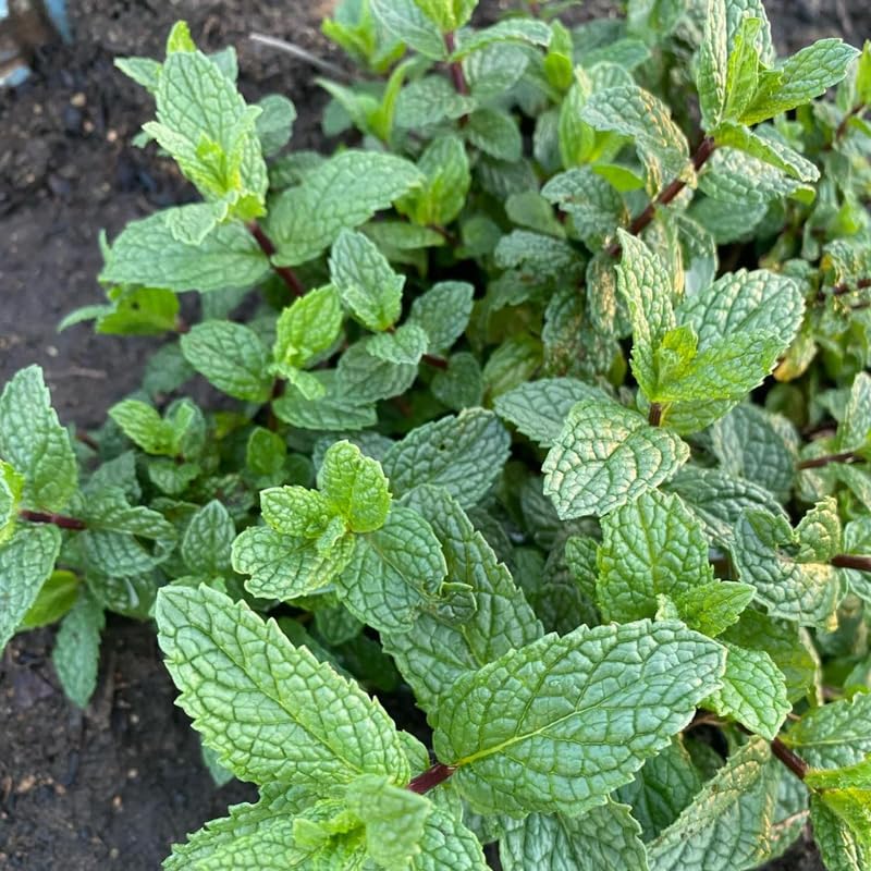 Chocolate Mint Plants Live Outdoor and Garden, Mint Plants Live in 3-Inch Pot, Cold-Hardy Mint Herb for Patios, Containers, and Ground Cover