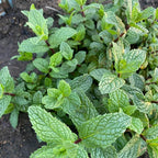 Chocolate Mint Plants Live Outdoor and Garden, Mint Plants Live in 3-Inch Pot, Cold-Hardy Mint Herb for Patios, Containers, and Ground Cover