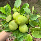(No Ship to CA,HI,AK) Guava Tree Live Plant - Thai White Guava, 3 Gallon Pot, 2-3 Feet Tall, Tropical Fruit Tree Live Plants for Backyard and Large Containers