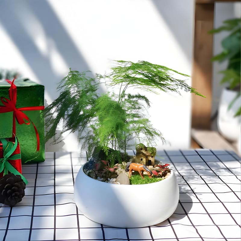 Asparagus Fern Live Indoor Plant in 4’’ Inch Pot | Airy, Fine-Texture Asparagus Setaceus | Elegant Decorative Houseplant for Home, Office & Living Spaces