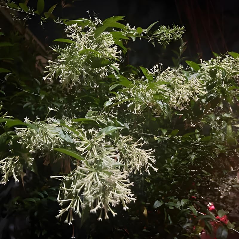 Night Blooming Jasmine Plant Live, 8" Bare Root Seedling, Fast Growing Cestrum Nocturnum Shrub, Well-Rooted Plant for Home and Garden