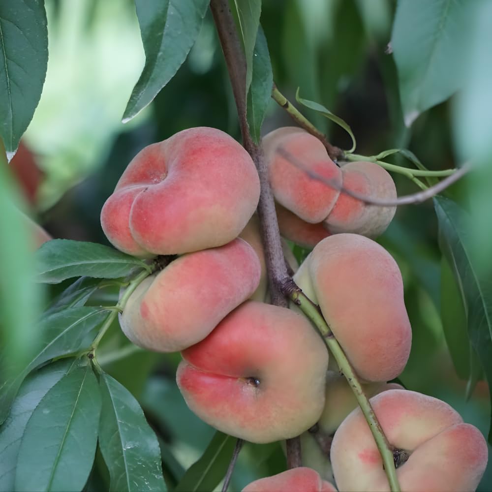 Large Donut Peach Fruit Tree Live Plant | 30-36 Inches Tall in 3 Gallon Pot | Sweet Yellow Red Peaches | Low Chill Nectarine Tree Seedling for Home Growers | No Ship to CA,HI,AK