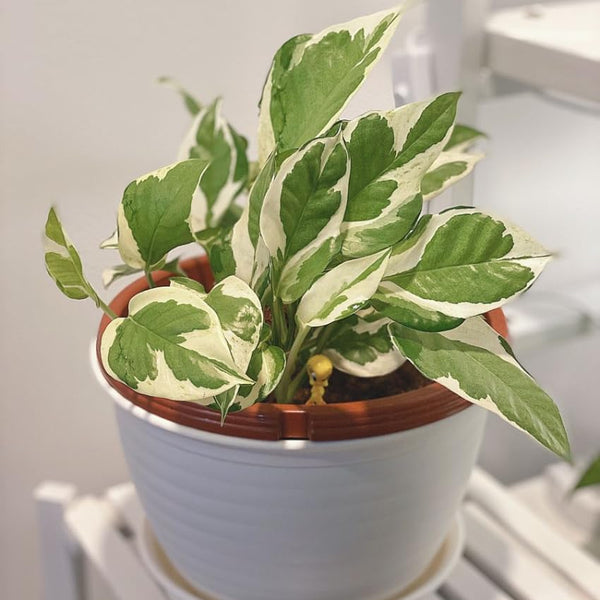 Pothos N’Joy Live Plant, Pothos Plant Live in 2 Inch Pot, Low Maintenance Vine for Indoor Home Decor, Desks, Shelves and Small Spaces