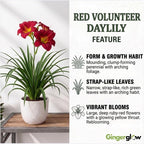 3 Red Volunteer Daylily Plant Bare Roots, Fast Growing, Easy to Grow Daylilies Perennial Plants, Ready to Plant for Outdoor Garden & Landscaping