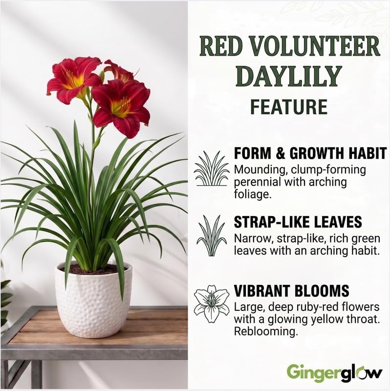 3 Red Volunteer Daylily Plant Bare Roots, Fast Growing, Easy to Grow Daylilies Perennial Plants, Ready to Plant for Outdoor Garden & Landscaping
