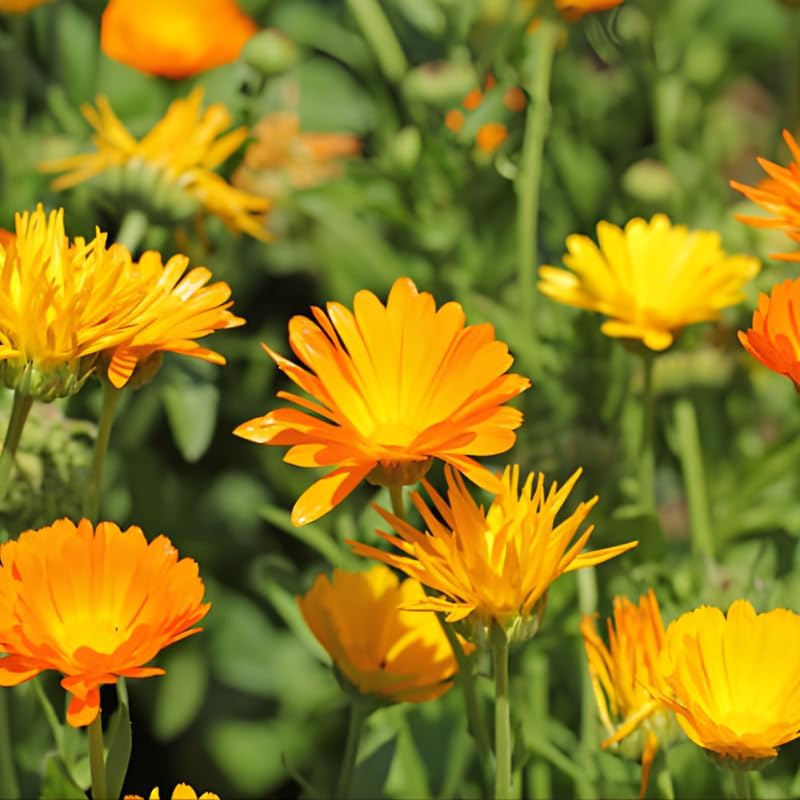 2 Orange Calendula Plants Live, 3-4 Inch Bare Root Size, Low Maintenance Flowering Herb for Sunny Landscapes and Pots