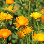 2 Orange Calendula Plants Live, 3-4 Inch Bare Root Size, Low Maintenance Flowering Herb for Sunny Landscapes and Pots