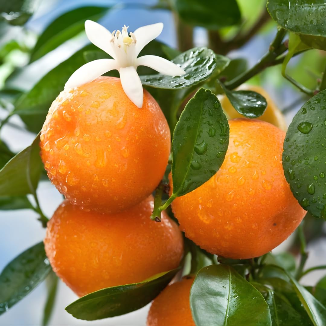 (No Ship to CA,HI,AK) Hamlin Orange Trees Live Plants| 1 Gallon Live Potted Citrus Plant | Sweet Juicy Fruit Tree for Indoor & Outdoor Spaces