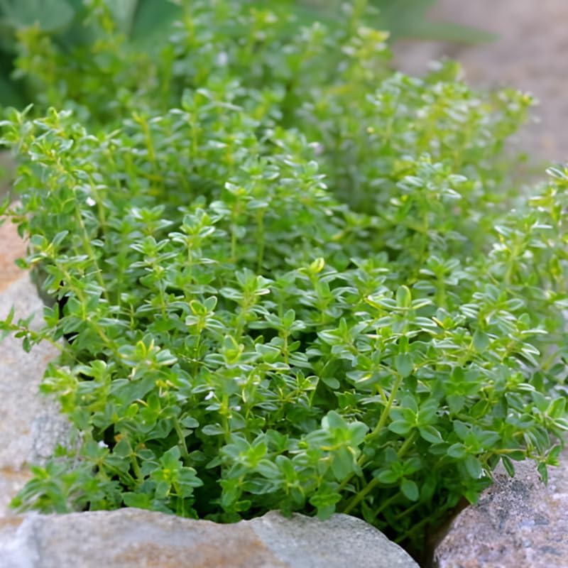 2 Thyme Plants Live, Lemon Thyme, Aromatic Potted Herb, Well-Rooted 4" Plant for Indoor Windowsills and Outdoor Spots