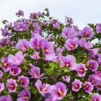 2 Purple Rose of Sharon Tree Live Plant | 12–18 Inch Tall | Hibiscus syriacus Flowering Shrubs for Yards, Hedges, Borders & Landscape Design