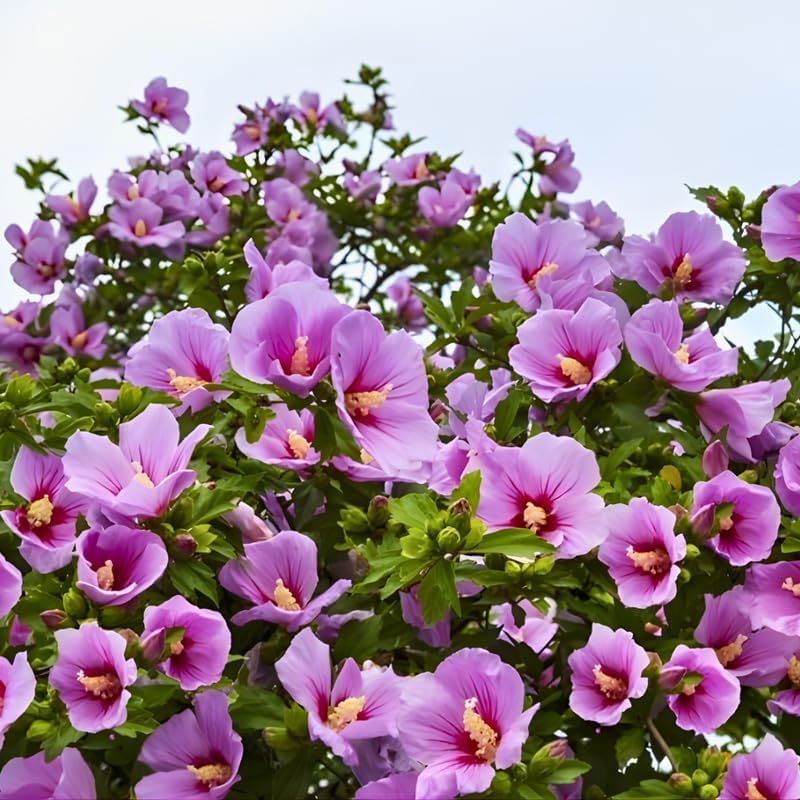 2 Purple Rose of Sharon Tree Live Plant | 12–18 Inch Tall | Hibiscus syriacus Flowering Shrubs for Yards, Hedges, Borders & Landscape Design