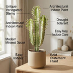 African Milk Tree, 3 Inch Potted Euphorbia Trigona, Low Maintenance Indoor Succulent with Upright Stems for Home & Office Decor