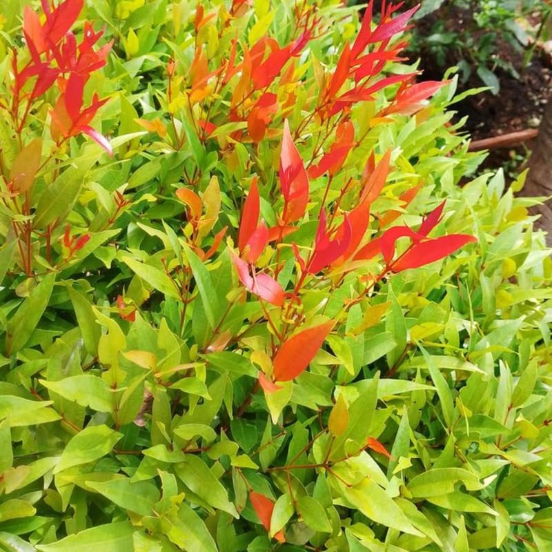 10 Dwarf Nandina Plant Live | 2.5 Inch Potted Nandina Shrubs | Outdoor Bush Plants | Ideal for Front Yards and Low-Growing Landscapes