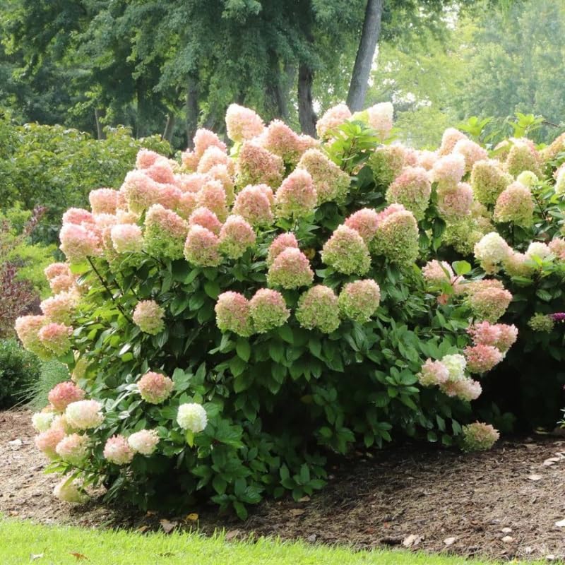 2 PeeGee Hydrangea Live Plant Bush Shrub | 12-24" Rooted Cuttings | Cold-Hardy Panicle Flowering Shrub | White to Pink Autumn Blooms
