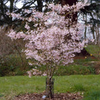 2 Autumnalis Cherry Live Plants | 8-12 Inch Bare Root Rooted Cuttings | Autumn Alice Flowering Cherry Tree | Unique Blooming Deciduous Tree for Landscape