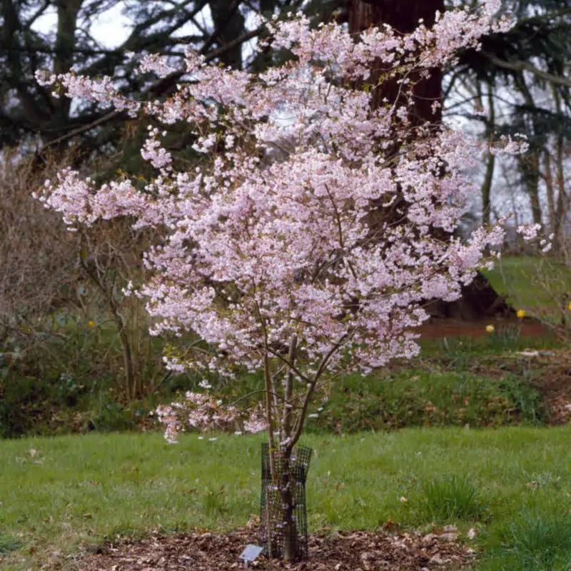 2 Autumnalis Cherry Live Plants | 8-12 Inch Bare Root Rooted Cuttings | Autumn Alice Flowering Cherry Tree | Unique Blooming Deciduous Tree for Landscape