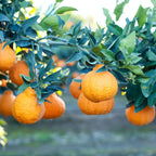 (No Ship to CA,HI,AK) Hamlin Orange Trees Live Plants| 1 Gallon Live Potted Citrus Plant | Sweet Juicy Fruit Tree for Indoor & Outdoor Spaces