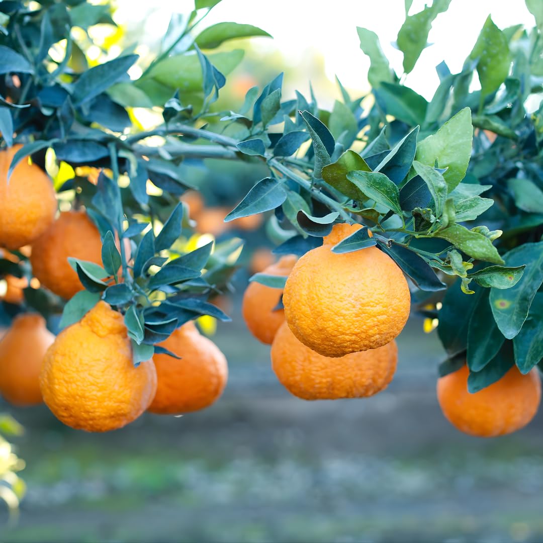 (No Ship to CA,HI,AK) Hamlin Orange Trees Live Plants| 1 Gallon Live Potted Citrus Plant | Sweet Juicy Fruit Tree for Indoor & Outdoor Spaces