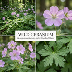 5 Wild Geranium Roots, Well-Rooted Maculatum, Low Maintenance Flowering Groundcover for Sun or Shade, Vigorous Growth Habit