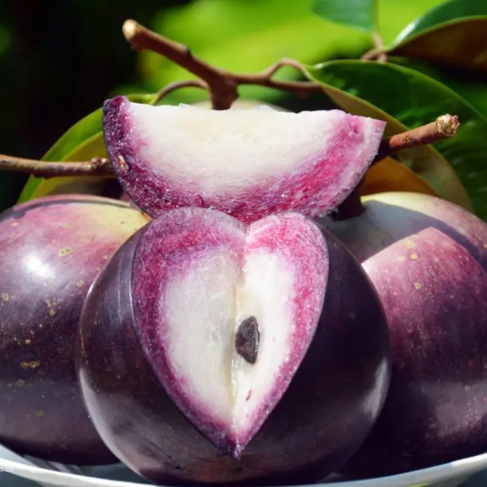 Purple Star Apple Tree Live Plant | Tropical Caimito Live Fruit Tree | | 30 – 36 Inches Tall 3 Gallon Pot | Well-Rooted | No Ship to CA,HI,AK