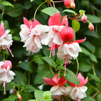 Fuchsia Plants Live, Gold and Red Foliage, 6-12 Inch Tall, Autumnale Variety, Trailing Flowering Plant, Ideal for Hanging Baskets