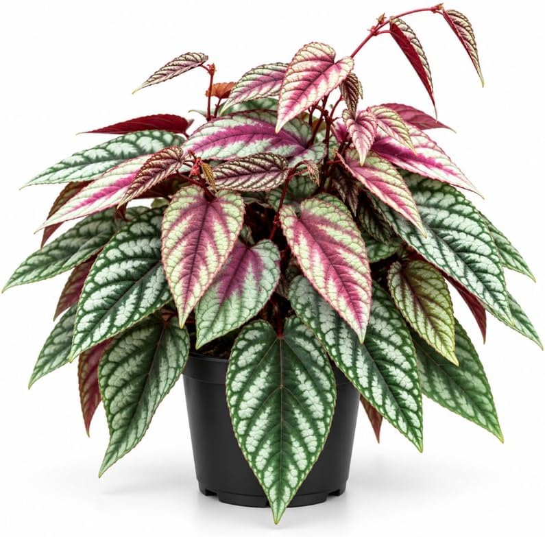 Rex Begonia Vine, Cissus Discolor Plant Live in 6" Pot