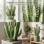 African Milk Tree, 3 Inch Potted Euphorbia Trigona, Low Maintenance Indoor Succulent with Upright Stems for Home & Office Decor