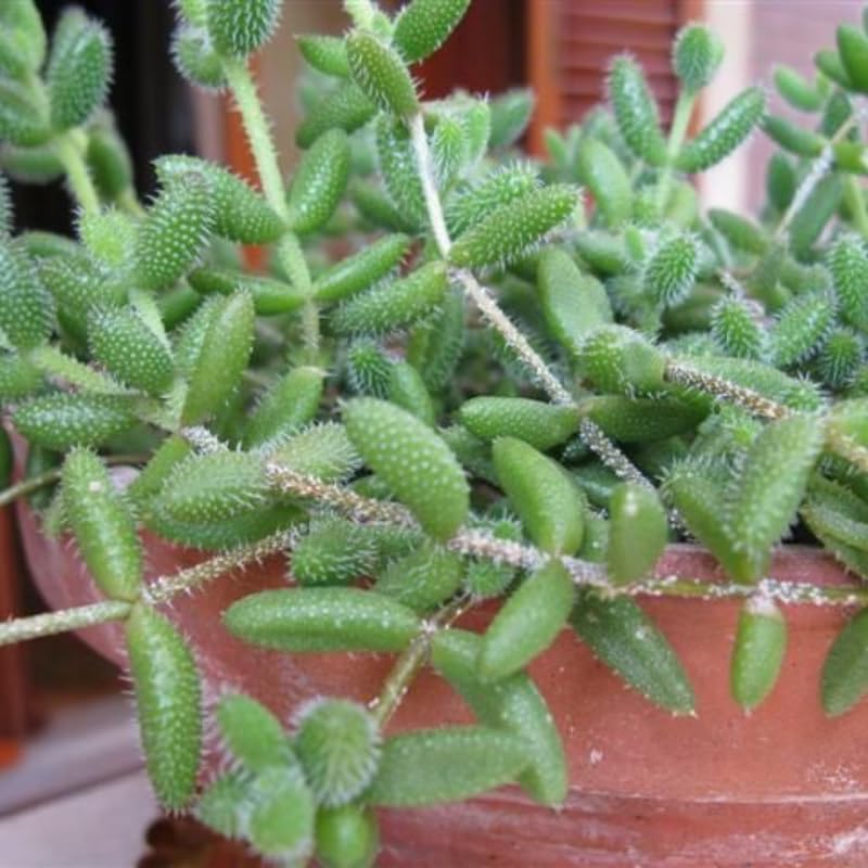 3 Rare Succulent Cactus Plant, Pickle Plant, Delosperma Echinatum Live for Planting in 2 Inch Pot for Tabletop Decor, Gifting and Plant Collections