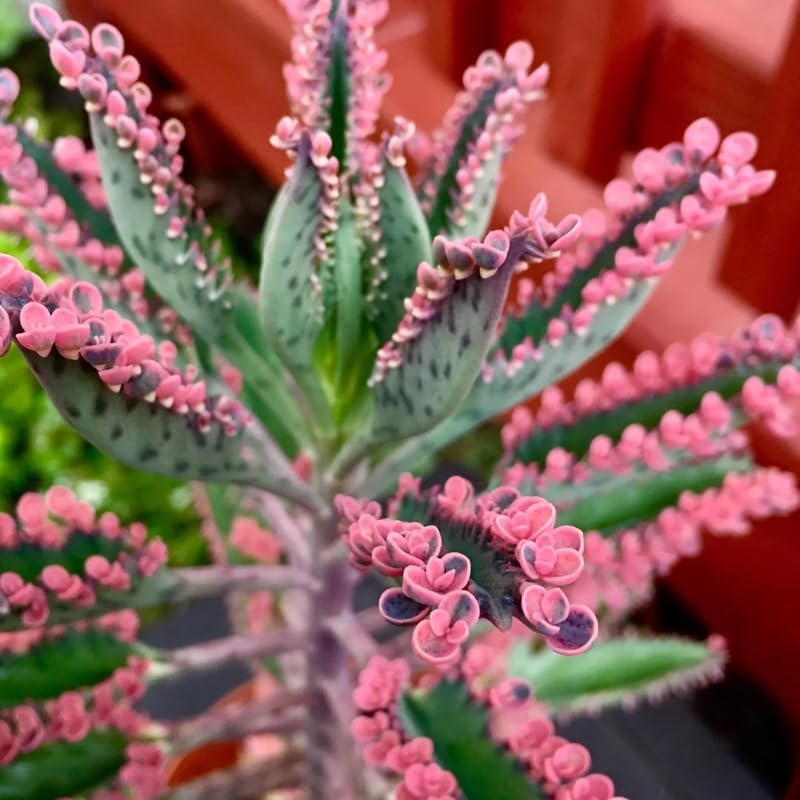 Kalanchoe Pink Butterfly Live Plant – 2 Inch Pot | Unique Succulent Houseplant | Easy-Care Indoor Decorative Plant