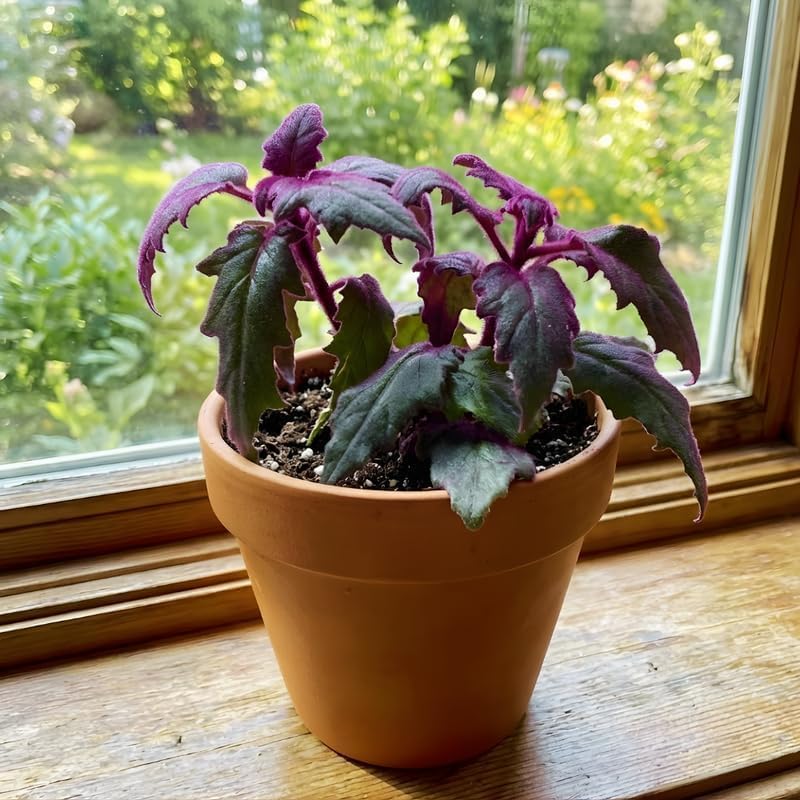Purple Passion Plant Live, 4-5 Inch Size, Easy to Grow, Low Maintenance Tropical Velvet Vine for Bright Indirect Light