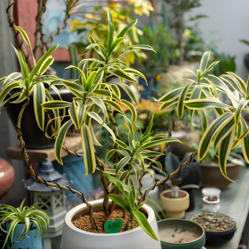 Dracaena Plant ‘Song of India’, 4" Potted Plant, Easy Care Indoor Greenery, Decorative Tropical Foliage for Desks and Bright Spaces