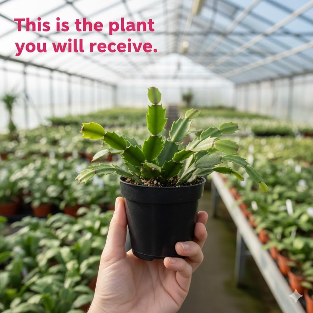 Xmas Cactus Live Plants in 4" Inch Pot | Vibrant Christmas Cactus Plants | Easy-Care Indoor Tropical Houseplant | Ideal Gift for Plant Enthusiasts