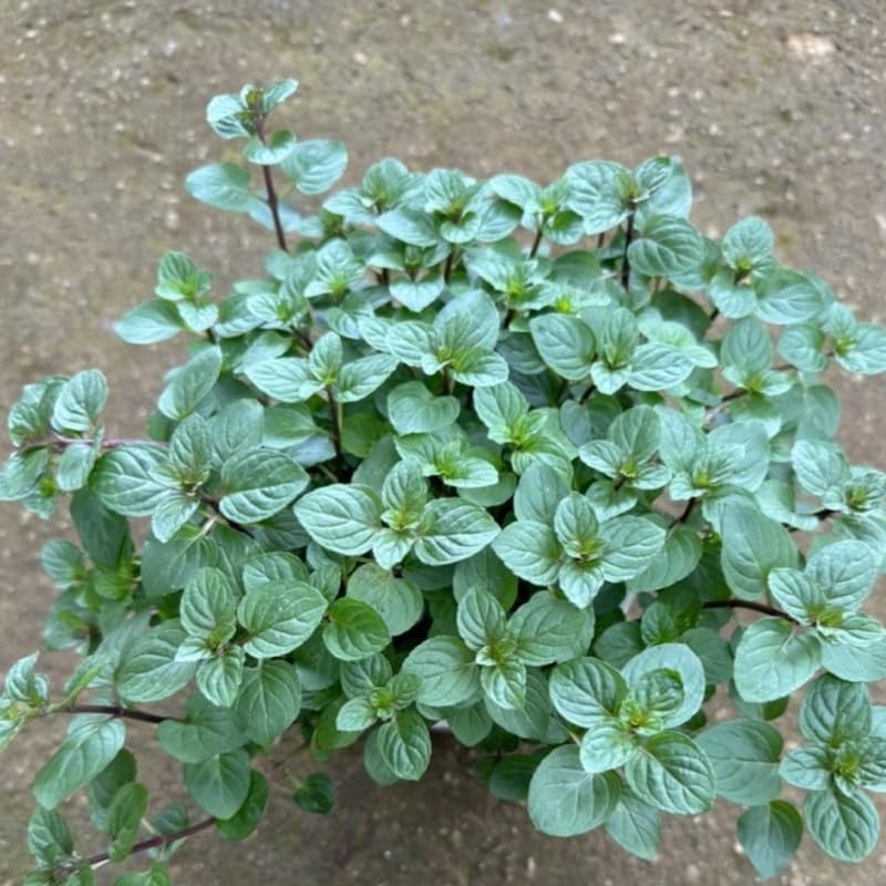Chocolate Mint Plants Live Outdoor and Garden, Mint Plants Live in 3-Inch Pot, Cold-Hardy Mint Herb for Patios, Containers, and Ground Cover