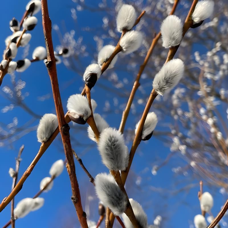 2 Pussy Willows Live Plants | Pussy Willow Tree Live Plants for Outdoor Use | 1–2 Feet Tall Well-Grown Trees | Great for Landscape Design and Branch Display