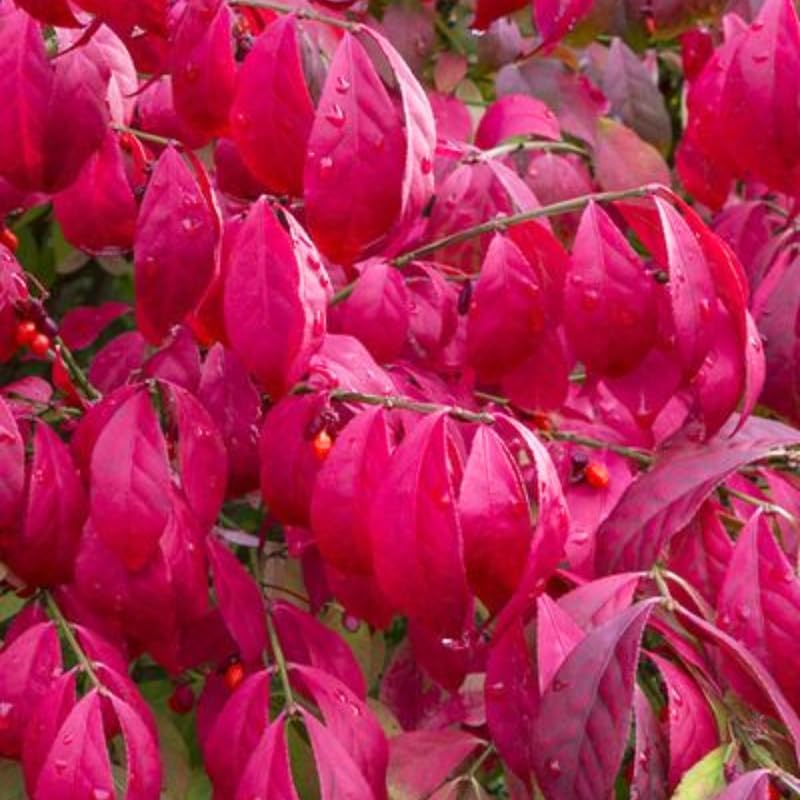 5 Burning Bush Shrub Live Plant for Planting Outdoor | 6 – 12 Inch Tall | Hardy Outdoor Landscape Plant