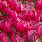 5 Burning Bush Shrub Live Plant for Planting Outdoor | 6 – 12 Inch Tall | Hardy Outdoor Landscape Plant