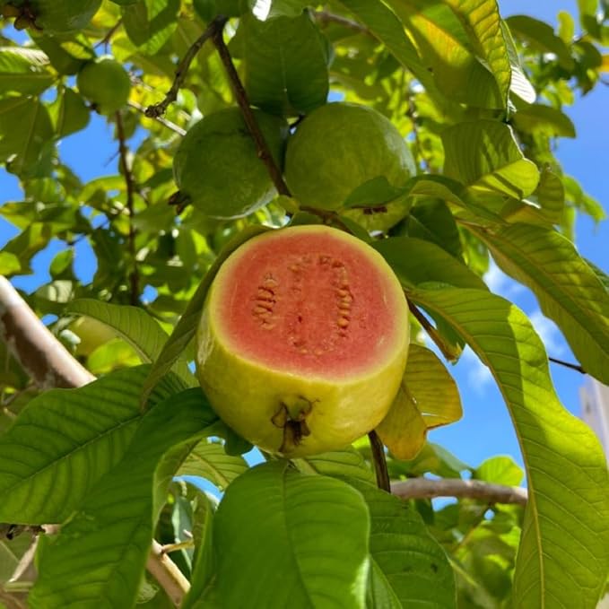 Pink Guava Plant Starter | Tropical Fruit Tree Starter for Home & Garden | 3 to 4 Inc in Height | Sweet Pink Guava Variety