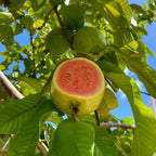Pink Guava Plant Starter | Tropical Fruit Tree Starter for Home & Garden | 3 to 4 Inc in Height | Sweet Pink Guava Variety