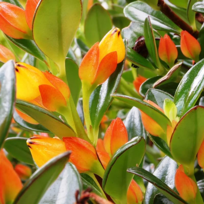 Goldfish Plant Live – 4 Inch Live Potted Houseplant | Trailing Indoor Plant with Orange Blooms