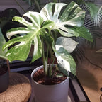 Monstera Thai Constellation Live Plant 4 Inch Tall | Variegated Monstera Plant Live | Tropical Indoor Houseplant for Shelf, Desk or Living Space