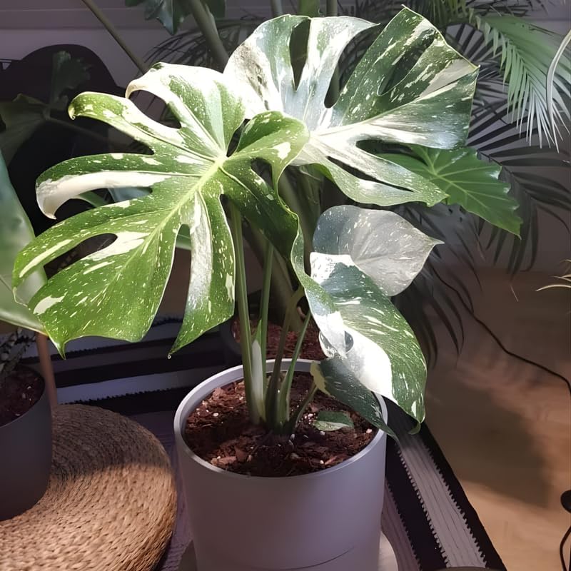 Monstera Thai Constellation Live Plant 4 Inch Tall | Variegated Monstera Plant Live | Tropical Indoor Houseplant for Shelf, Desk or Living Space