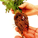 Yellow Christmas Cactus Plant for Planting | 3 to 4 Inch Tall Indoor | Live Christmas Plants Indoor Bareroot | Gift Card Presents for Mom Birthday Gift for New Home