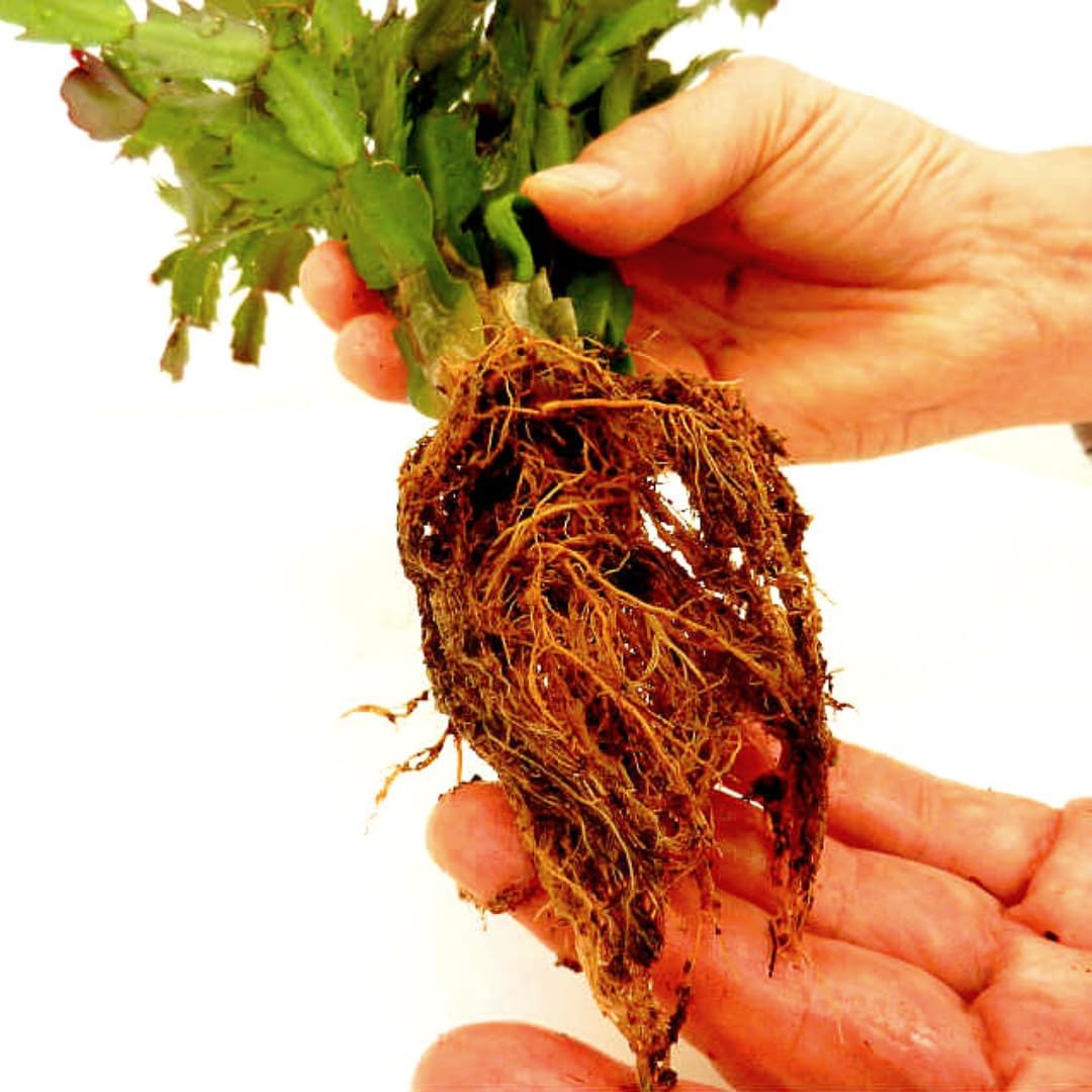 Yellow Christmas Cactus Plant for Planting | 3 to 4 Inch Tall Indoor | Live Christmas Plants Indoor Bareroot | Gift Card Presents for Mom Birthday Gift for New Home