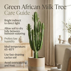 African Milk Tree, 3" Pot, Euphorbia Trigona Succulent with Striking Stems for Living Rooms, Easy to Care Decor