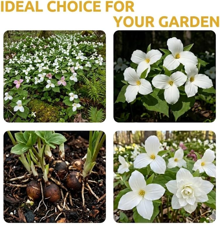 5 White Trillium Bulbs for Planting, Large Bulbs, Perennial Flower Bulbs for Outdoor Garden and Woodland Landscaping
