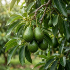 (No Ship to CA,HI,AK) Avocado Live Fruit Tree, 3 Gallon Pot, Vigorous Evergreen Plant for Edible Landscapes, Sturdy Subtropical Shade Tree for Creamy Harvests & Lush Green Foliage